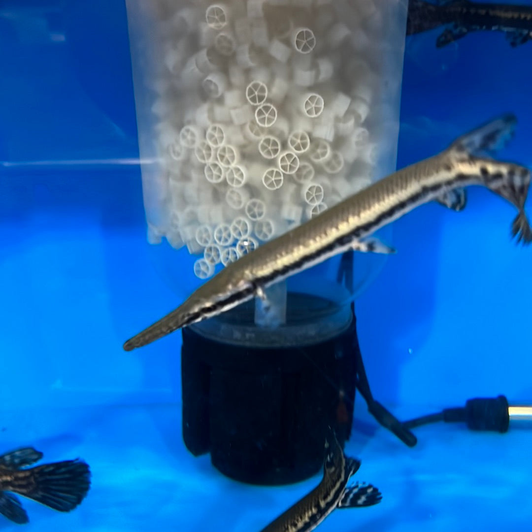 Cuban Gar (Atractosteus tristoechus)