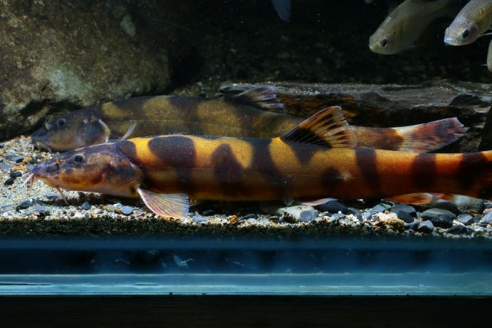 Royal Clown Loach (Leptobotia pellegrini)