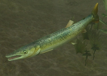 Giant Bicuda Pike (Boulengerella cuvieri)