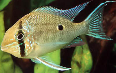 Orinoco Cupid Cichlid (Geophagus Biotodoma wavrini)