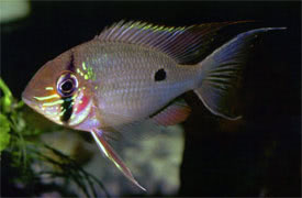 Orinoco Cupid Cichlid (Geophagus Biotodoma wavrini)