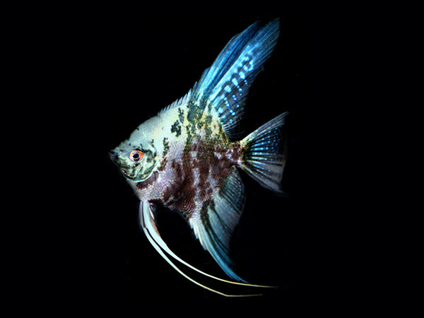 Marble Blue Angelfish (Pterophyllum scalare sp)