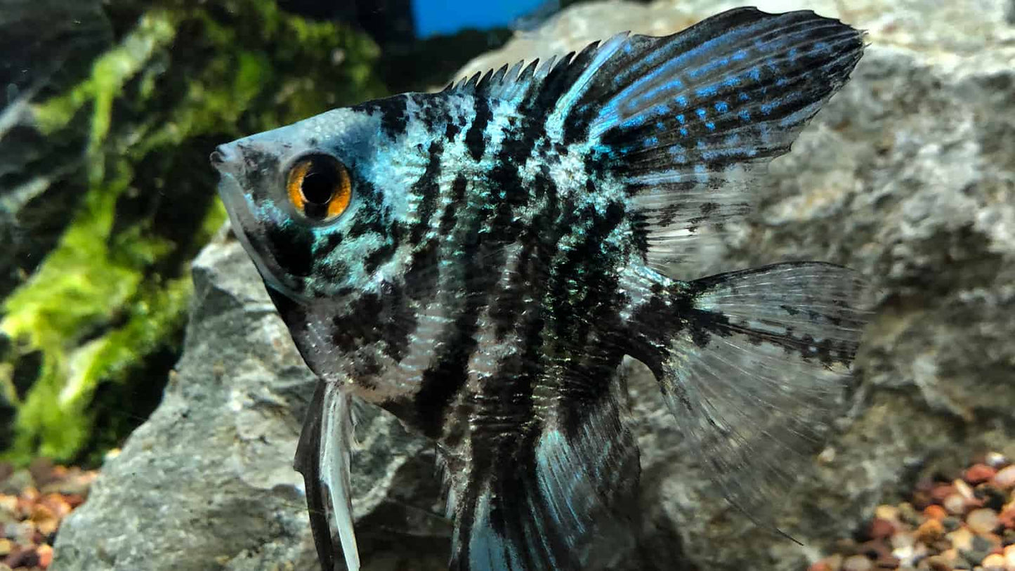 Marble Blue Angelfish (Pterophyllum scalare sp)