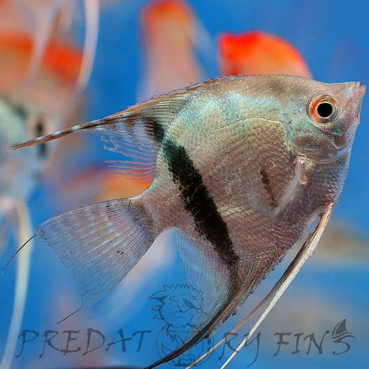 Blue Diamond Angelfish (Pterophyllum scalare sp)