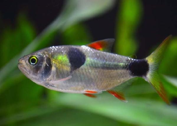Bucktooth Tetra (Exodon paradox)