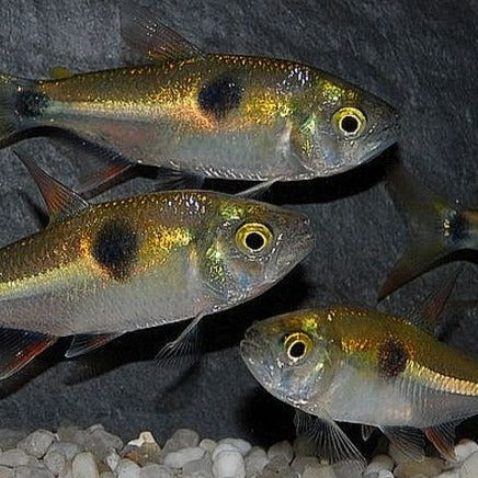 Bucktooth Tetra (Exodon paradox)