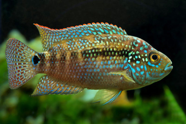 Jack Dempsey Cichlid (Rocio octofasciata)