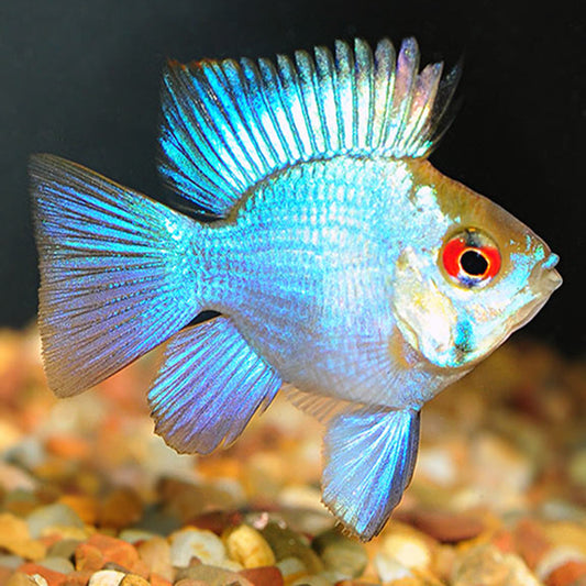 Electric Blue Balloon Ram Cichlid (Mikrogeophagus ramirezi)