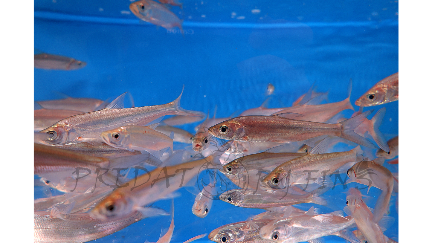 Predatory Carp (Chanodichthys erythropterus)