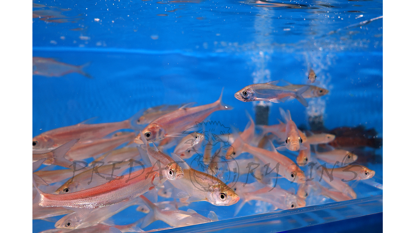 Predatory Carp (Chanodichthys erythropterus)