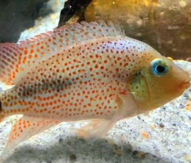 Red Spotted Calobrensis Cichlid (Darienheros calobrensis)