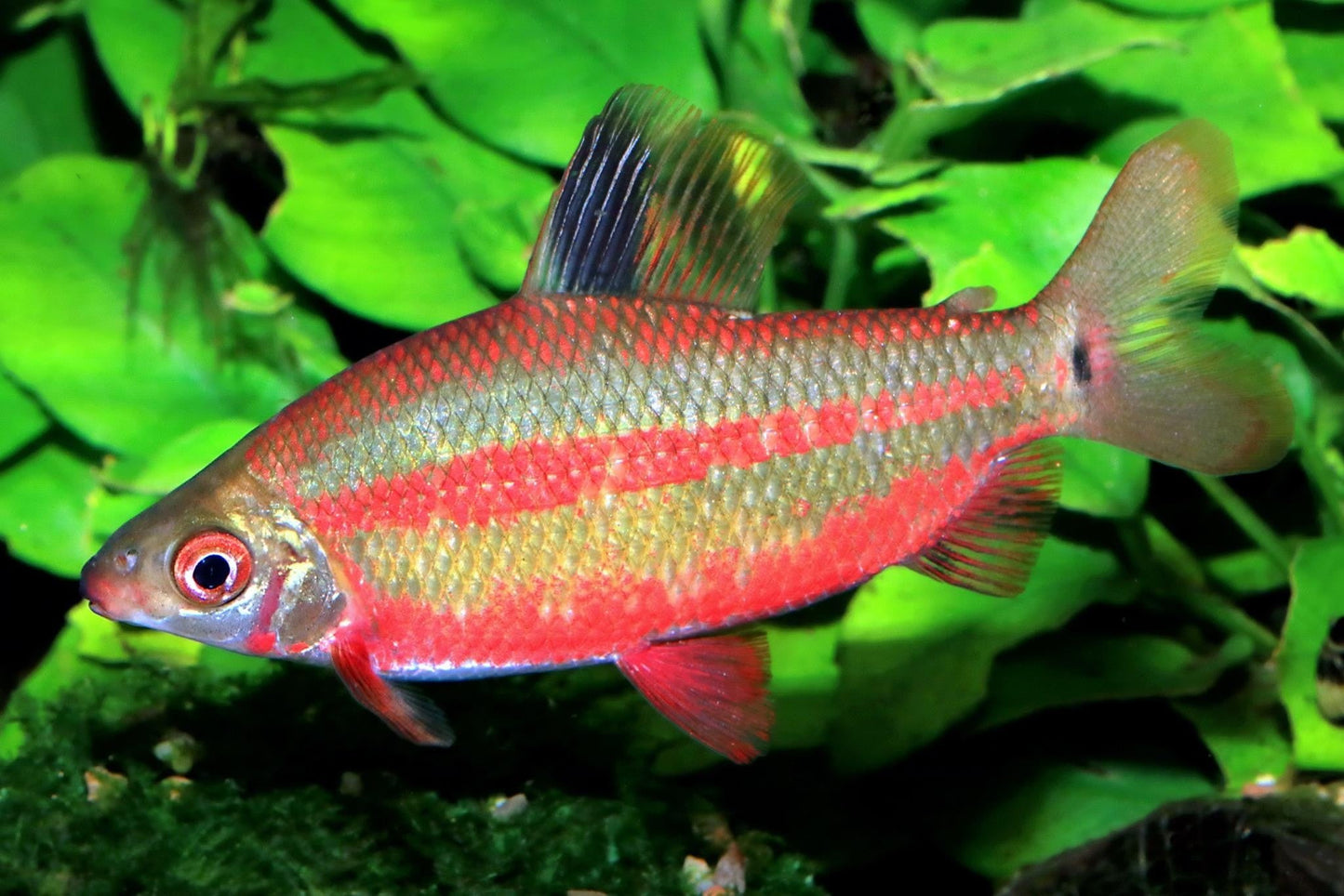 Red and Black Distichodus (Distichodus noboli lefini)