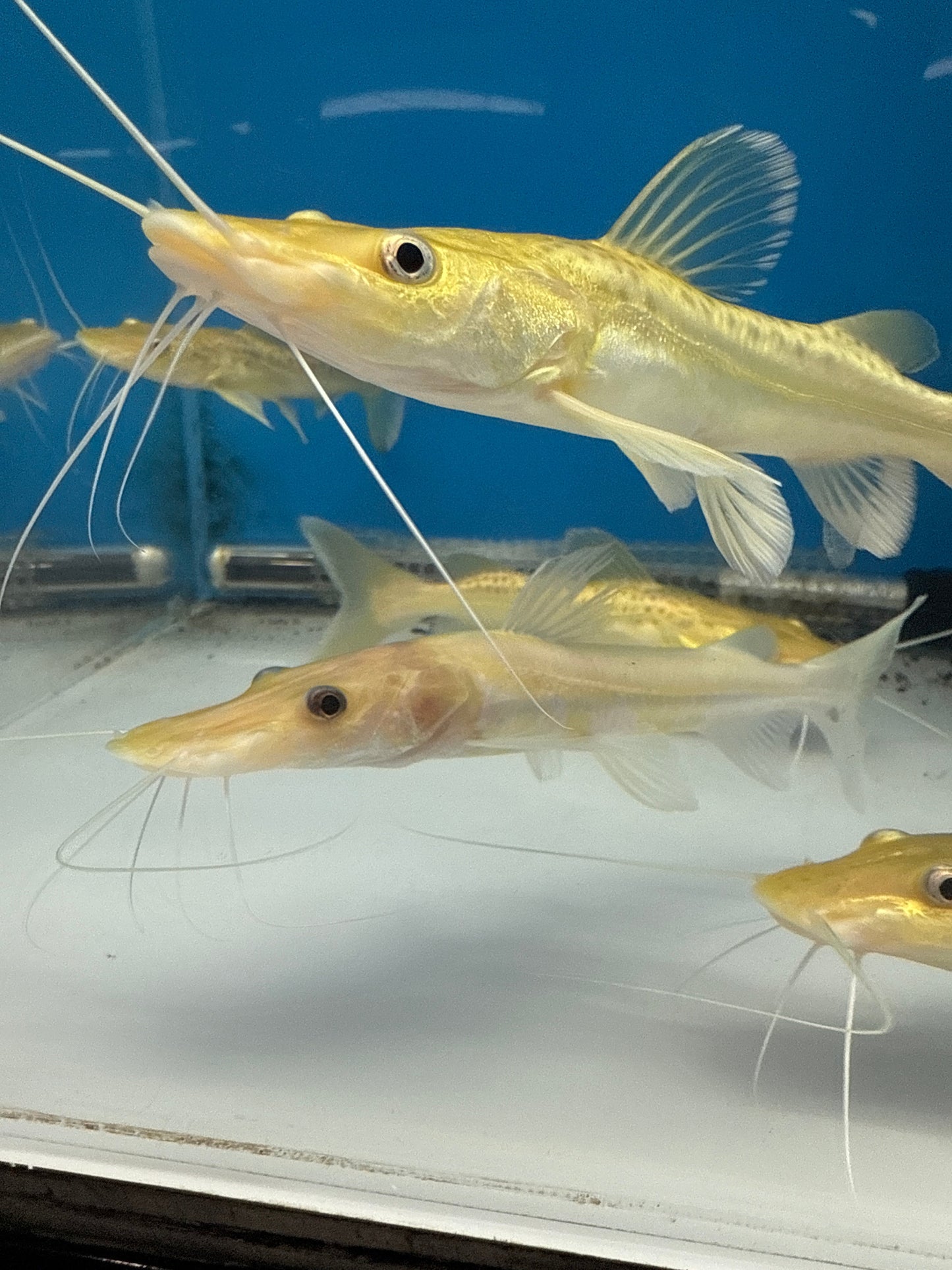 Leucistic Panda Tiger Shovelnose Catfish (Pseudoplatystoma tigrinum)