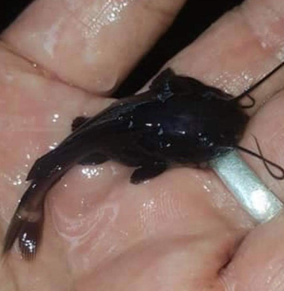 Melanistic Black Panda Redtail Catfish (Phractocephalus hemioliopterus)