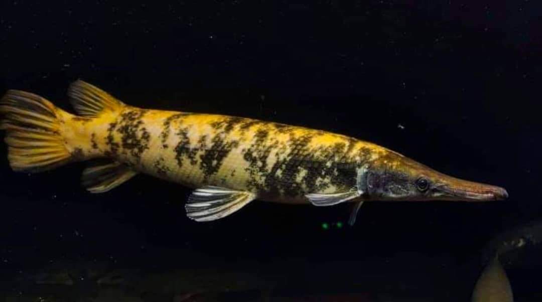 Golden Marble Alligator Gar (Atractosteus spatula)
