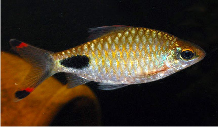 Filament Barb (Dawkinsia filamentosa)
