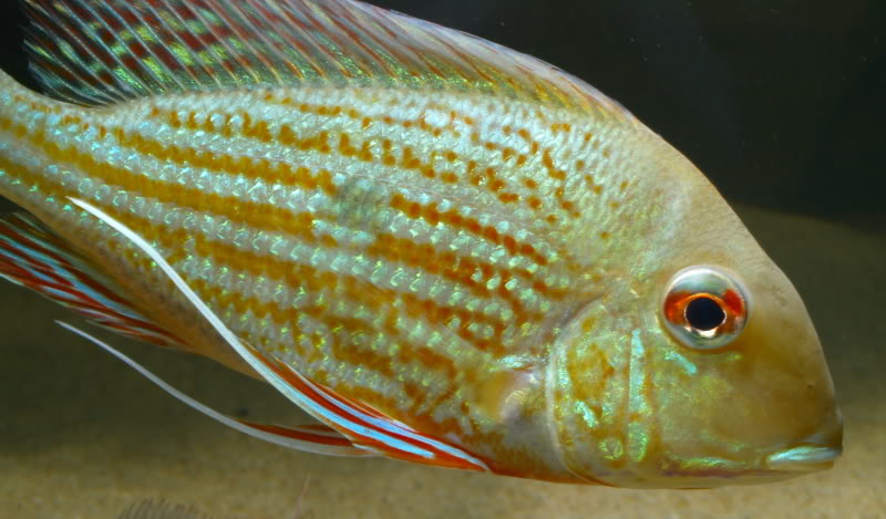 Geophagus Abalios (Geophagus abalios)