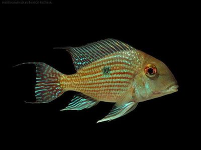Geophagus Pindare - Wild (Geophagus sp)