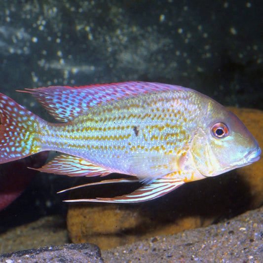 Altifrons Eartheater Cichlid (Geophagus Altifrons)