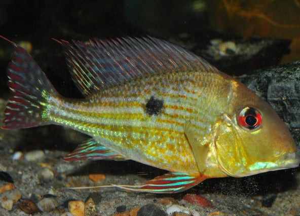 Geophagus Abalios (Geophagus abalios)