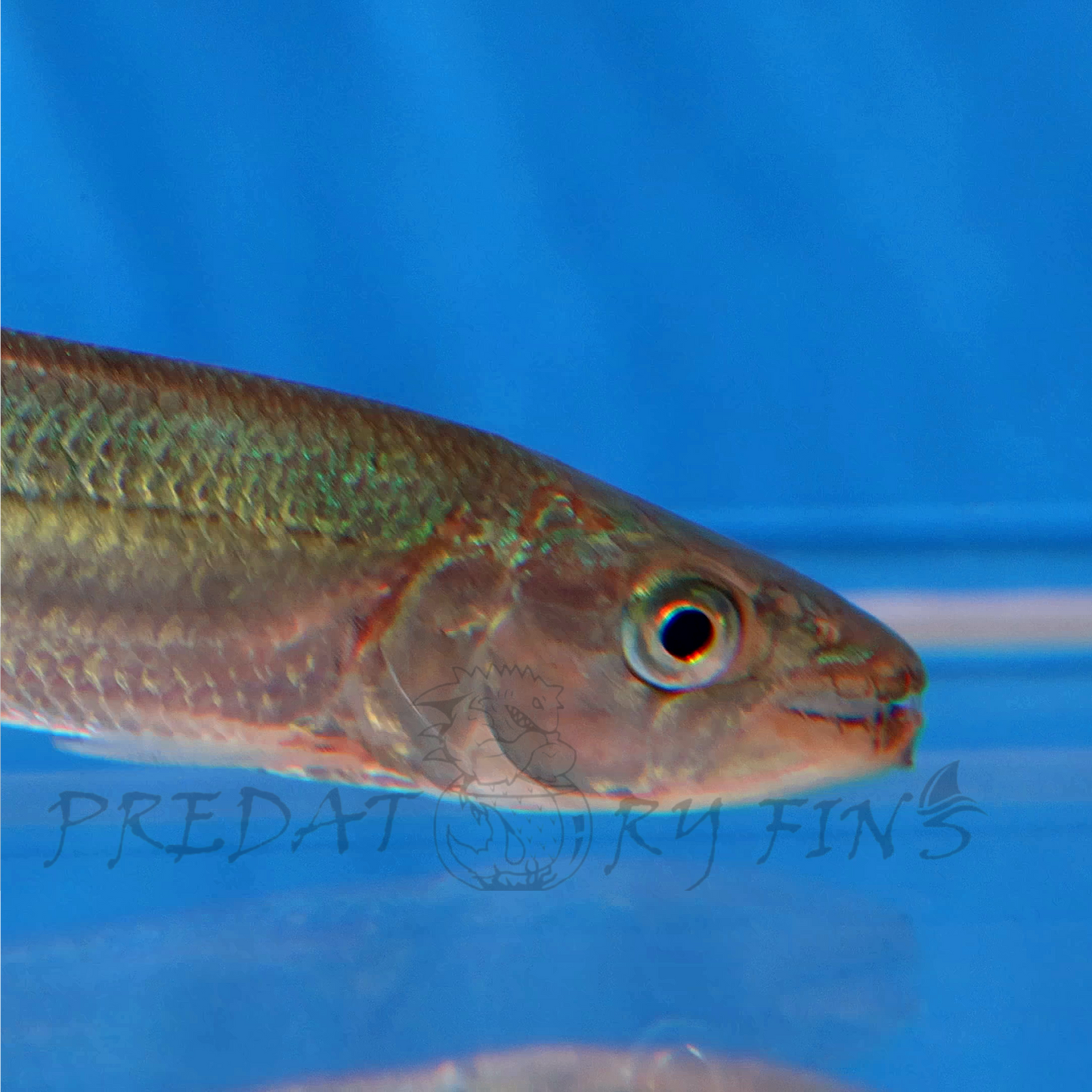 Goliath African Tiger Fish (Hydrocynus goliath)