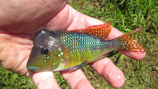 Argentine Rainbow Humphead Geophagus Cichlid (Gymnogeophagus lipokarenos)