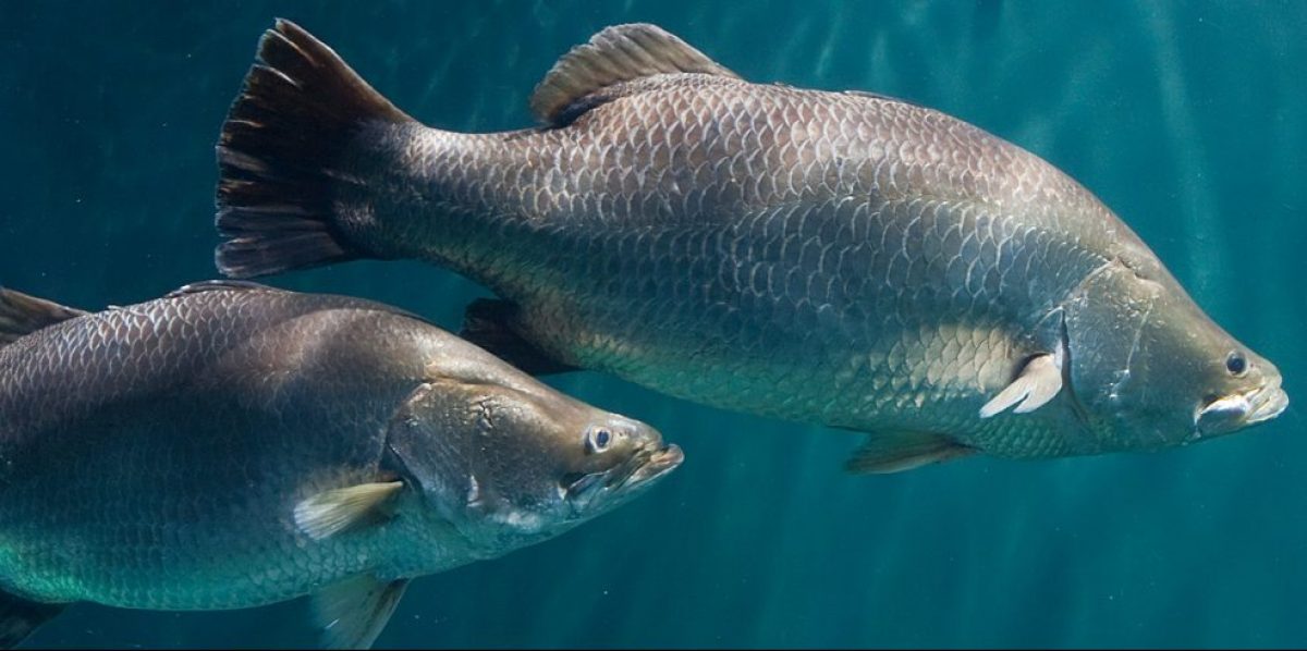 Barramundi (Lates calcarifer)