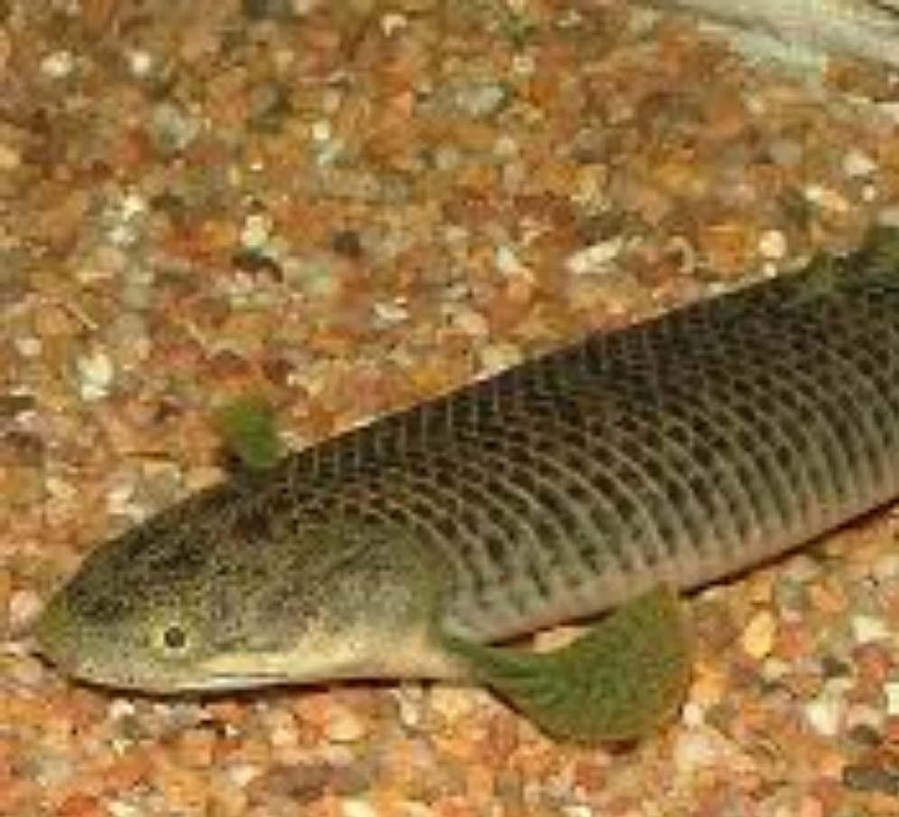 West African Green Bichir (Polypterus retropinnis)