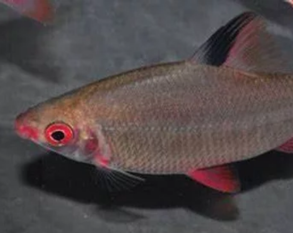 Red and Black Distichodus (Distichodus noboli lefini)