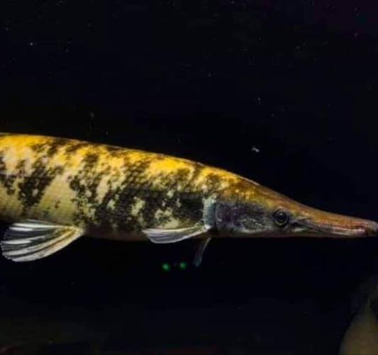 Golden Marble Alligator Gar (Atractosteus spatula)