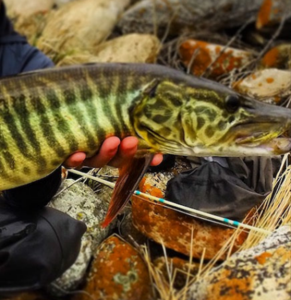 Tiger Muskie (Esox sp)
