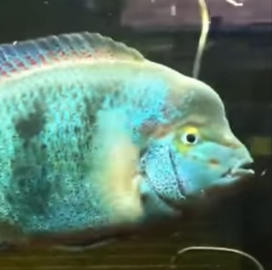 Pinto Vieja Regani Cichlid (Vieja regani)