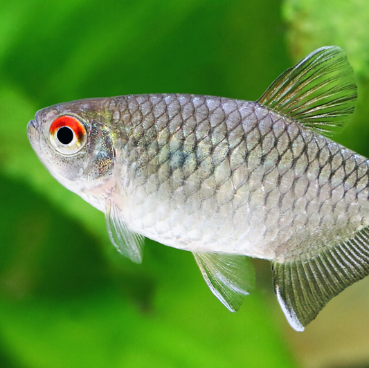 Red Eye Tetra (Moenkhausia sanctaefilomenae)