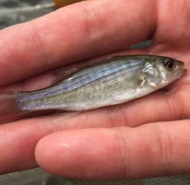 Hybrid Striped Bass (Morone saxatilis)