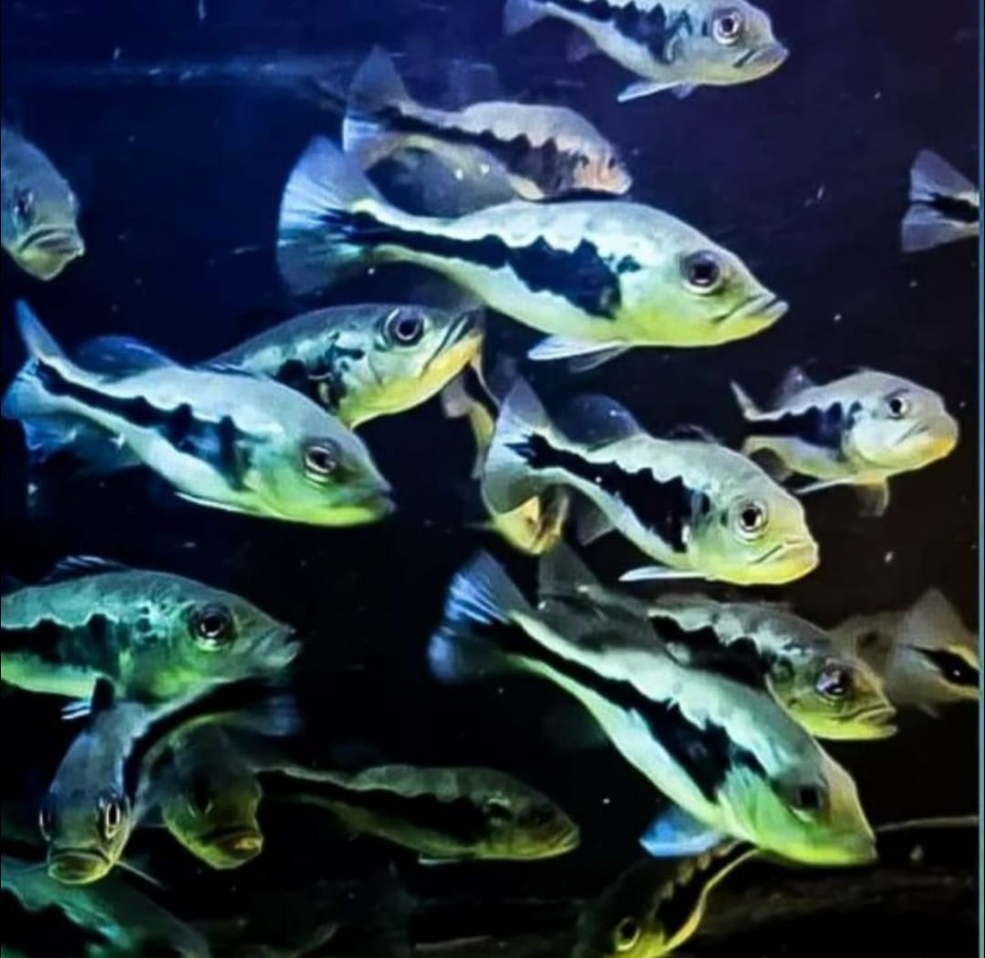 Blackberry Peacock Bass (Cichla melaniae sp)