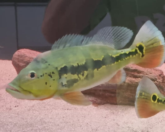 Blackberry Peacock Bass (Cichla melaniae sp)