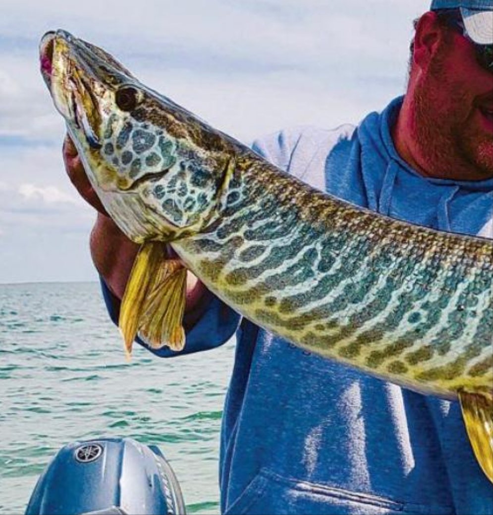 Tiger Muskie (Esox sp)