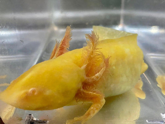 Golden Albino GFP Axolotl (Ambystoma mexicanum)