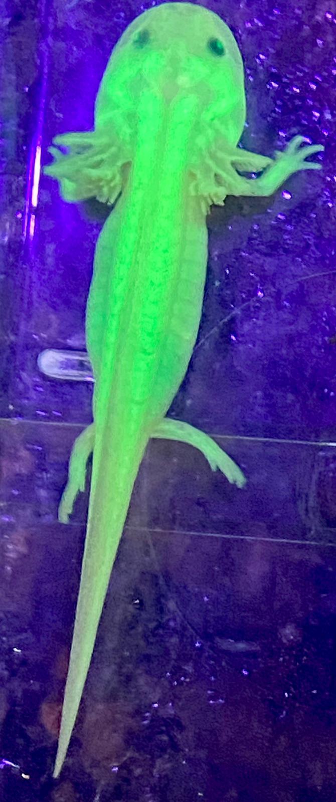 Freckled Leucistic GFP Lucy Axolotl (Ambystoma mexicanum)