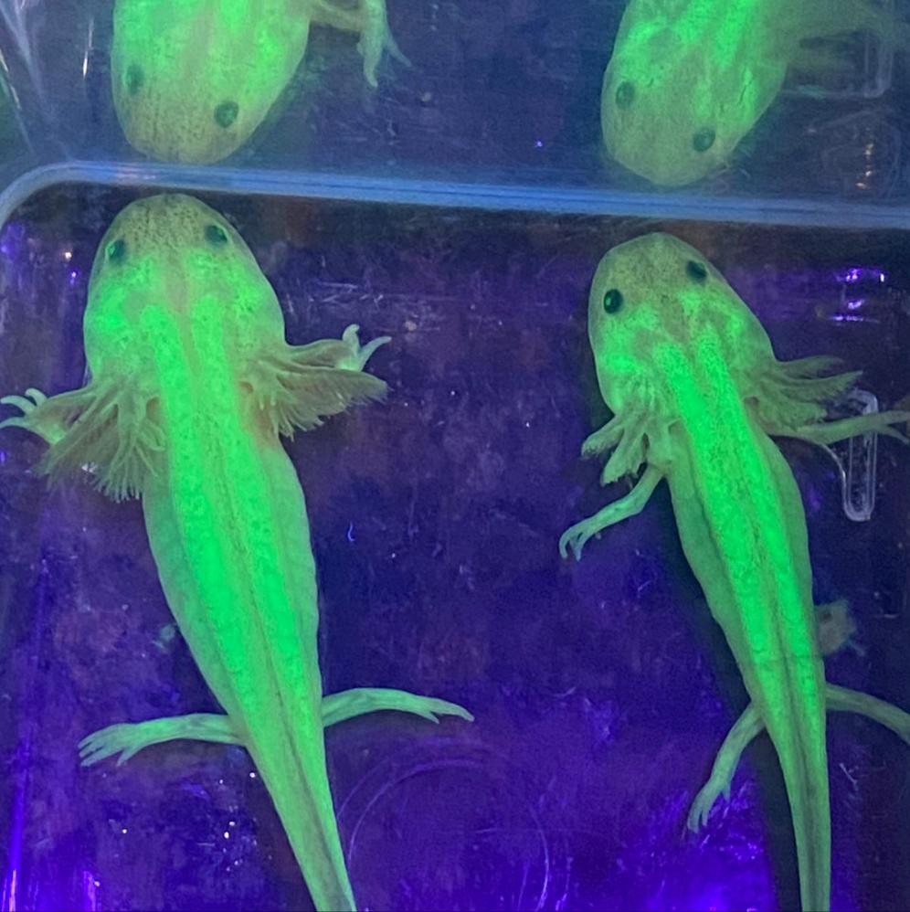 Freckled Leucistic GFP Lucy Axolotl (Ambystoma mexicanum)
