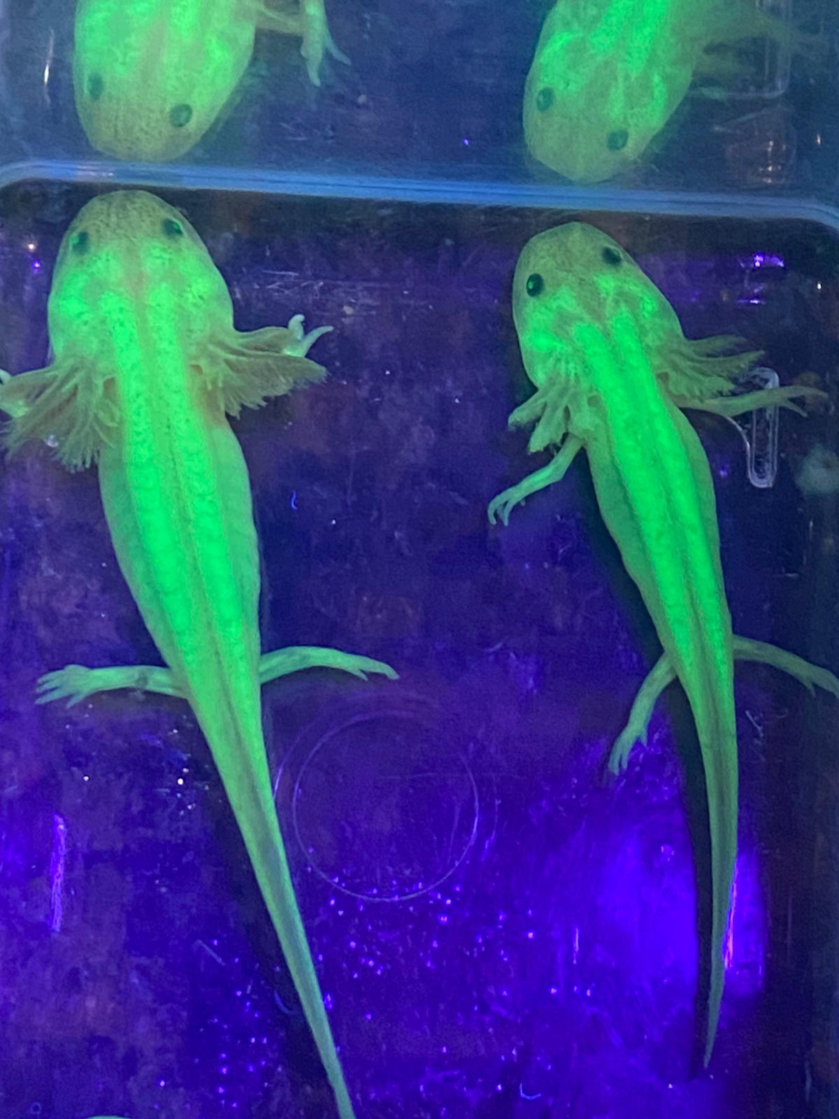Freckled Leucistic GFP Lucy Axolotl (Ambystoma mexicanum)