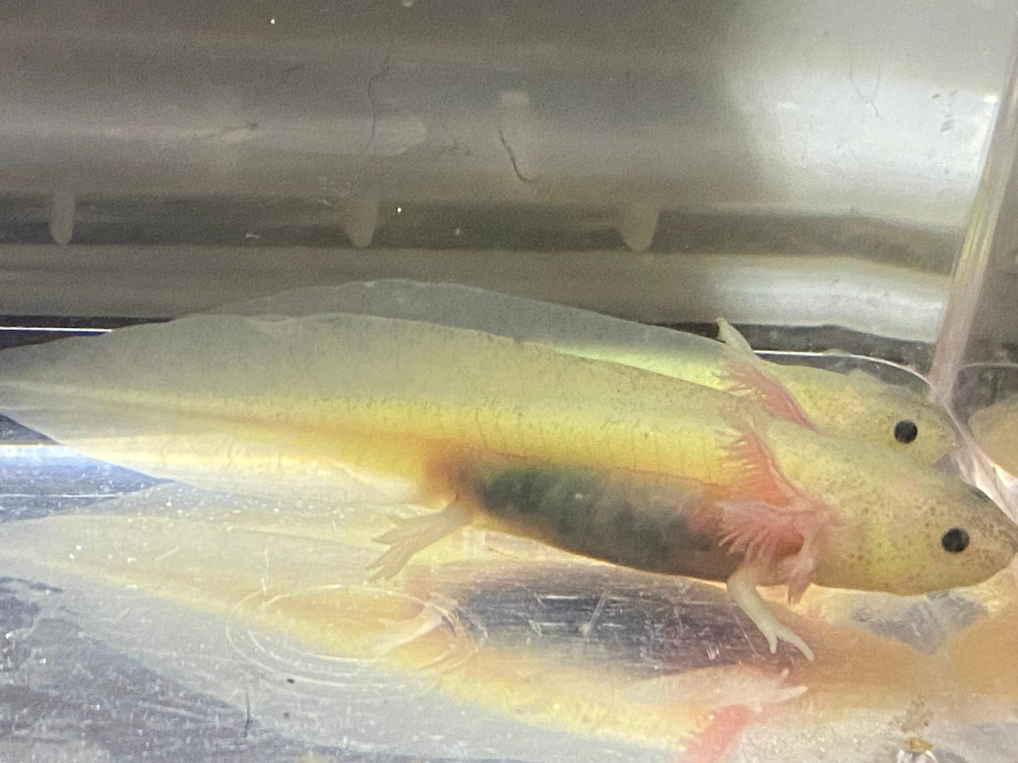 Freckled Leucistic GFP Lucy Axolotl (Ambystoma mexicanum)