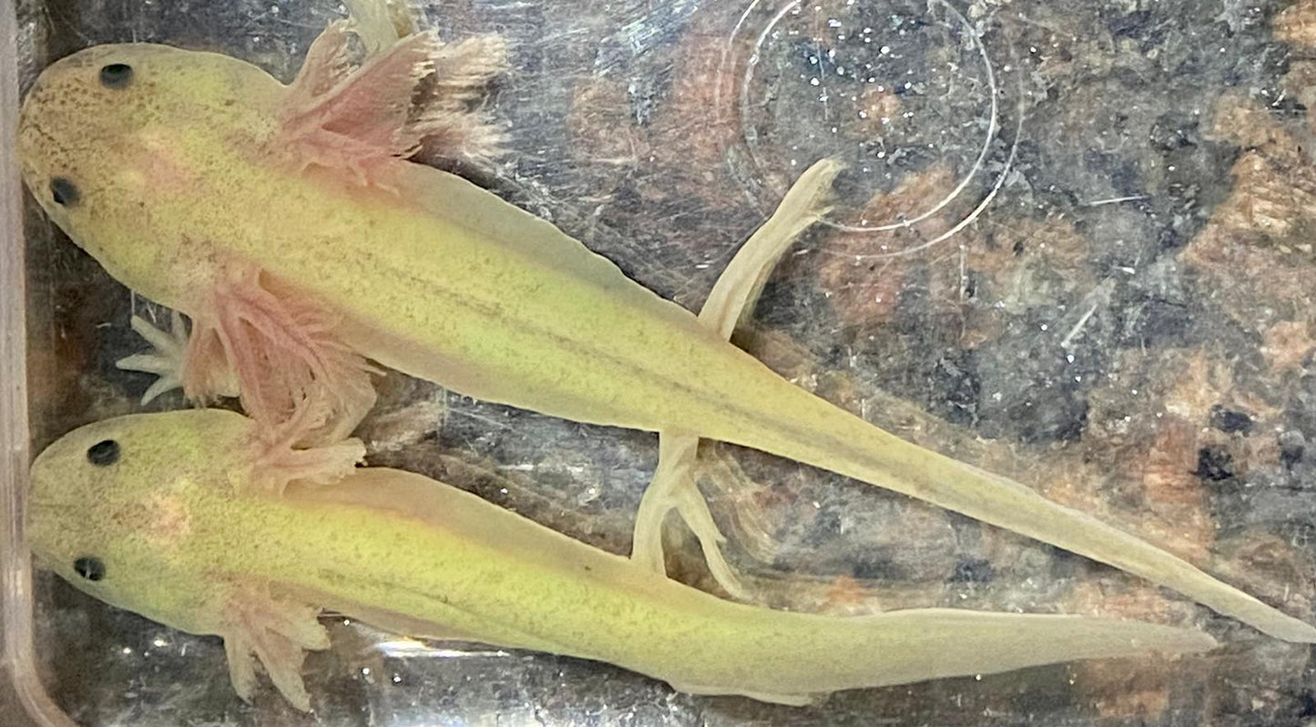 Freckled Leucistic GFP Lucy Axolotl (Ambystoma mexicanum)
