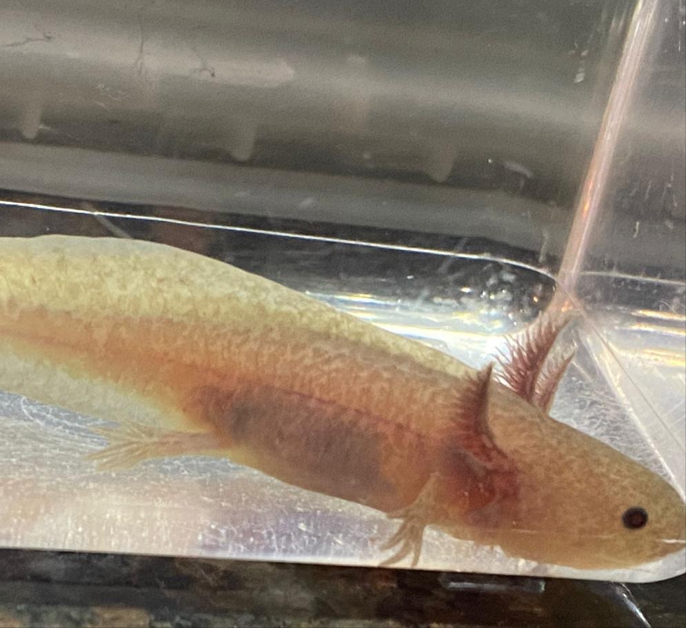 Melanoid Axanthic Copper MAC Axolotl (Ambystoma mexicanum)