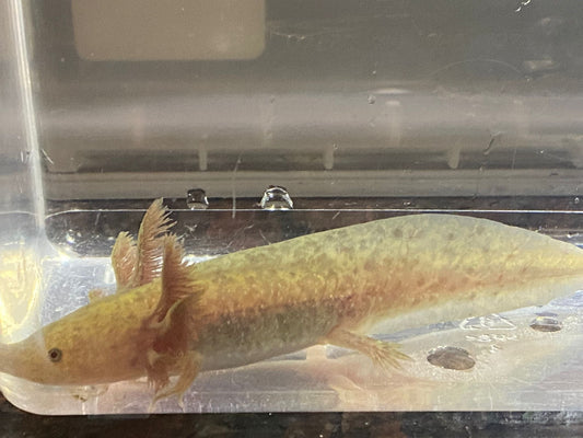 GFP Copper Axolotl (Ambystoma mexicanum)