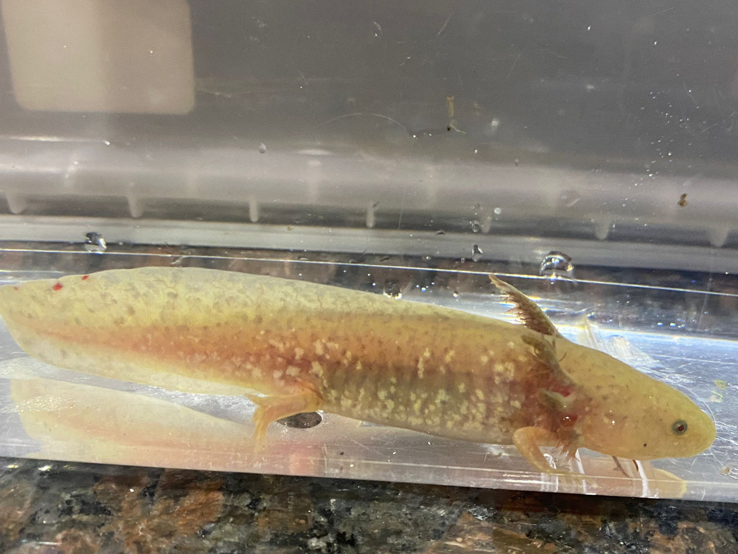 Copper Axolotl (Ambystoma mexicanum)