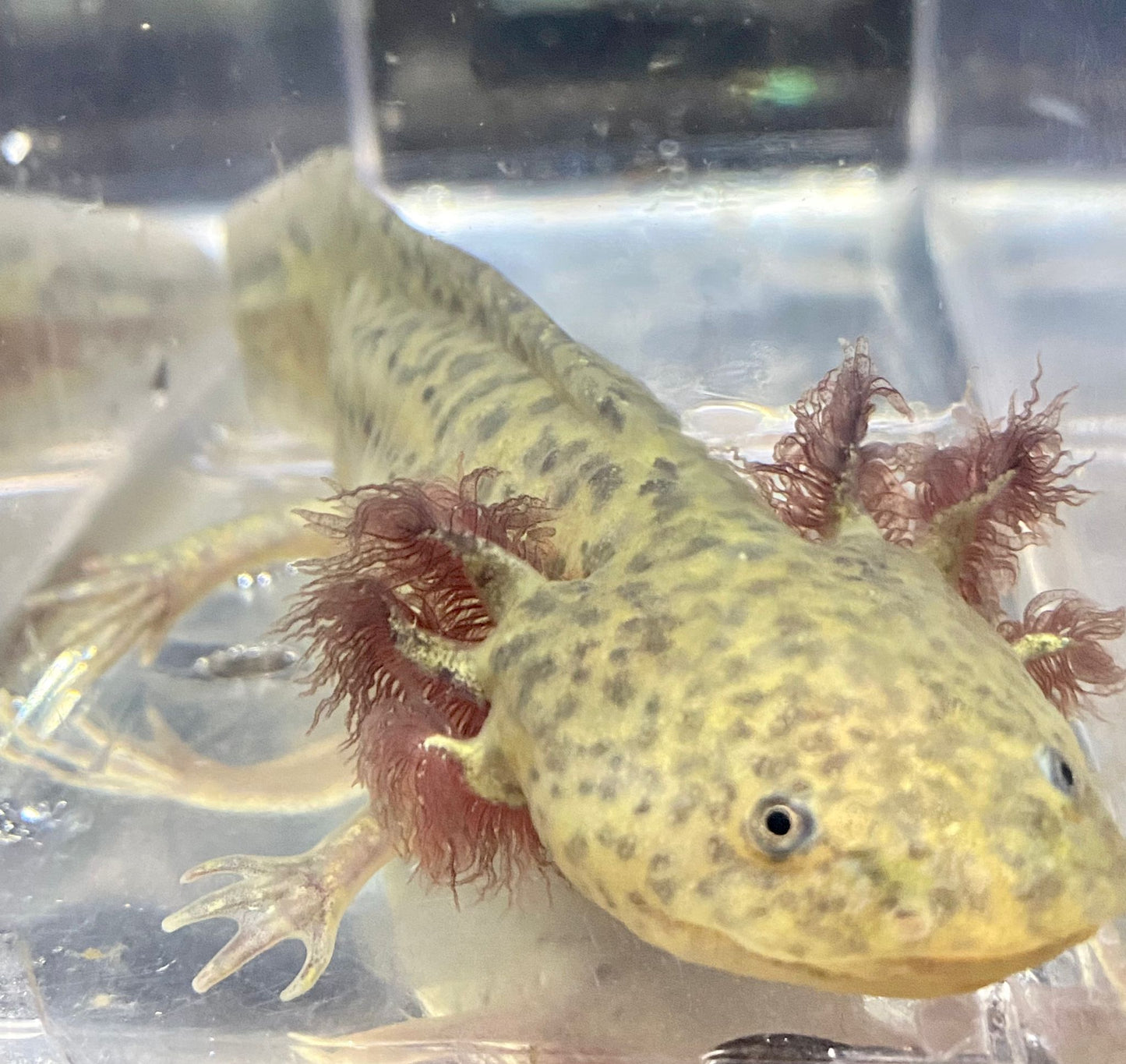 Light Based Spotted Axolotl (Ambystoma mexicanum)