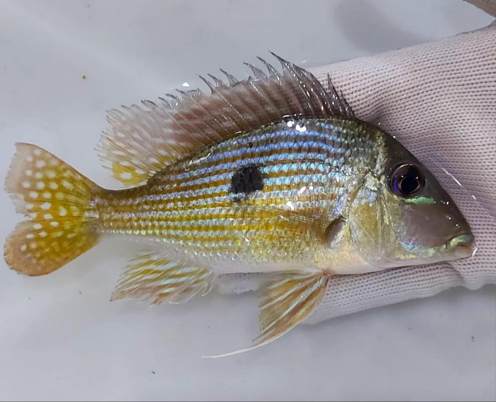 Geophagus Pindare - Wild (Geophagus sp)