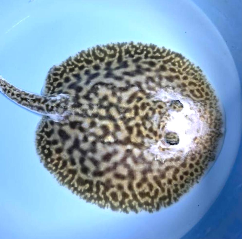 White Tiger Panda Pearl Stingray (Potamotrygon jabuti)