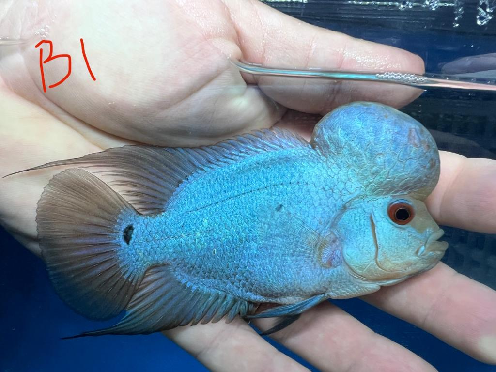 Blue Thai Silk Flowerhorn Cichlid (Cichlasoma sp)
